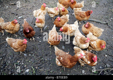 Poulets, Cornwall UK. Banque D'Images