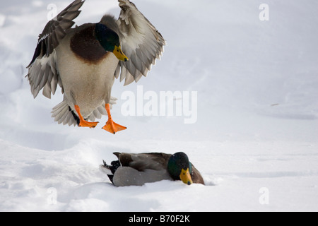 Un mâle Canard colvert Canard en ordre décroissant par rapport à un autre se reposant dans la neige. Banque D'Images