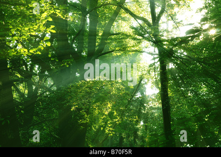 De jolis arbres de printemps avec du soleil Banque D'Images