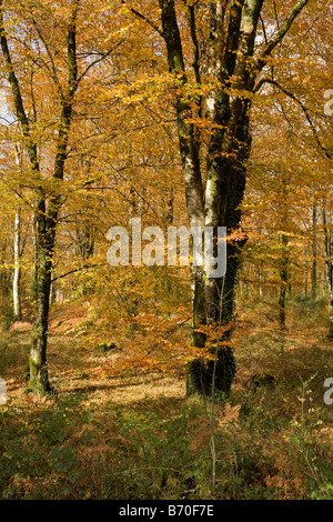 Les hêtres à leball cornwall automne bois Banque D'Images