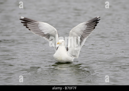 Moindre goéland marin taking off Banque D'Images