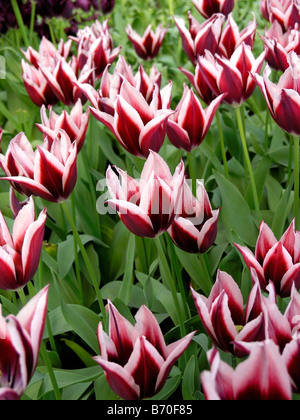 Jardins de Keukenhof à Lisse, Pays-Bas Tulipa hybr Banque D'Images