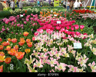 Jardins de Keukenhof à Lisse, Pays Bas Tulipes Tulipa hybr. Exposition florale. Banque D'Images