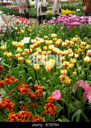 Jardins de Keukenhof à Lisse, Pays Bas Tulipes Tulipa hybr. Exposition florale. Banque D'Images