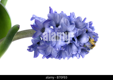 Symbole de printemps Jacinthe bleu blanc plus frais Banque D'Images