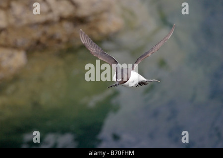 Petit pingouin en vol Banque D'Images