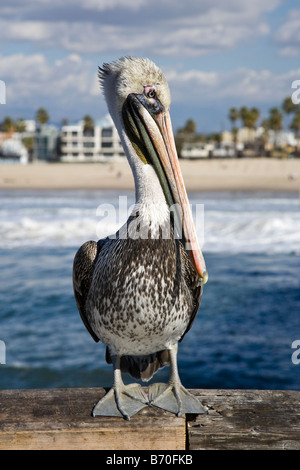 Un pélican brun et blanc se trouve en attente de nourriture sur l'extrémité d'une jetée de Los Angeles avec la plage et la mer en arrière-plan, en Californie Banque D'Images