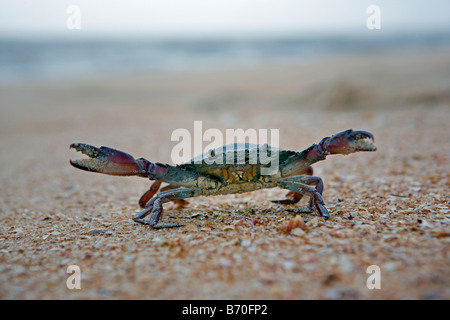 Le Suriname, Matapica Parc National. Le crabe dans une position défensive. Banque D'Images