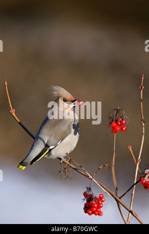 Jaseur boréal Bombycilla garrulus avec berry dans Bedfordshire Potton bec Banque D'Images