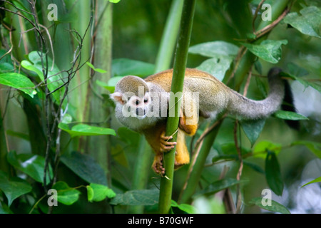 Le Suriname, Laduani, sur la rive de la rivière Suriname Boven. Singe écureuil (Saimiri sciureus sciureus). Banque D'Images