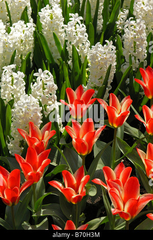 Jardins de Keukenhof à Lisse, Pays Bas Banque D'Images