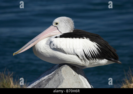 Australian Pelican Pelecanus conspicillatus forgerons Swansea Channel New South Wales Australie Banque D'Images