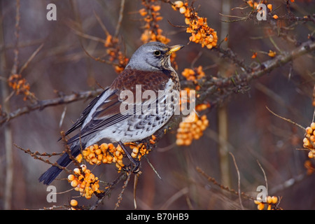 F Turdus Fieldfare sur les baies Potton Bedfordshire Banque D'Images