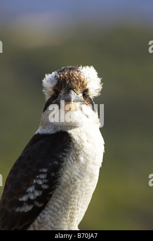 Laughing Kookaburra Dacelo novaeguineae ou Dacelo gigas Nambucca Heads New South Wales Australie Banque D'Images