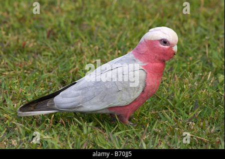 Cacatoès rosalbin Cacatua roseicapilla Nambucca Heads New South Wales Australie Banque D'Images