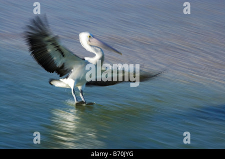 Australian Pelican Pelecanus conspicillatus Landing à l'entrée de Nouvelles Galles du Sud en Australie Banque D'Images