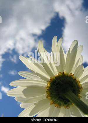 Une marguerite tourné contre un ciel bleu à partir de ci-dessous Banque D'Images