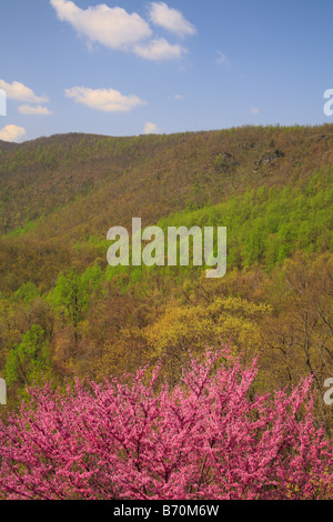 Red Bud au sud de Rt 33, Shenandoah National Park, Virginia, USA Banque D'Images