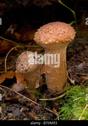 Deux petits champignons dans les sous-bois des feuilles mortes Banque D'Images