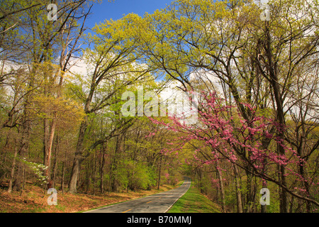 Redbud et Skyline Drive, Shenandoah National Park, Virginia, USA Banque D'Images