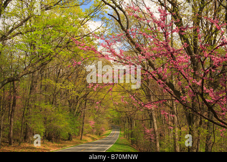 Redbud et Skyline Drive, Shenandoah National Park, Virginia, USA Banque D'Images