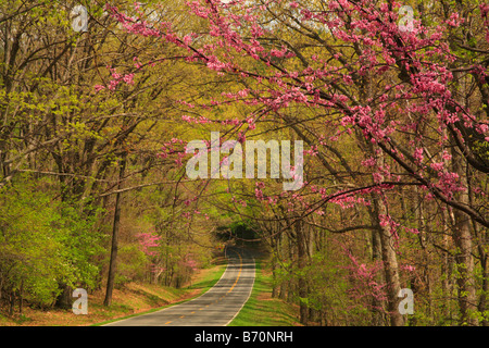 Redbud et Skyline Drive, Shenandoah National Park, Virginia, USA Banque D'Images