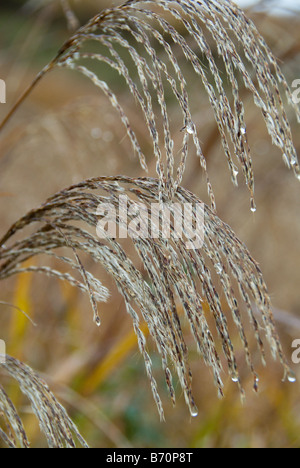 Gouttes de pris dans les panaches des Japanese pampas grass ou susuki Yamanashi Japon Banque D'Images