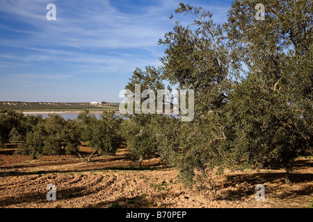 L'olivier dans le parc naturel de la lagune d'gozque Martin de la Jara Séville Andalousie Espagne Banque D'Images