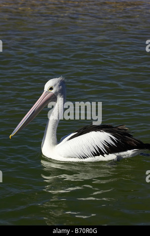 Pelican Pelecanus conspicillatus australienne à l'entrée de Nouvelles Galles du Sud en Australie Banque D'Images