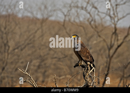 Spilornis cheela Crested Eagle Serpent ou Kanmuri washi sur un arbre la perche dans la réserve de tigres de Ranthambhore en Inde Banque D'Images