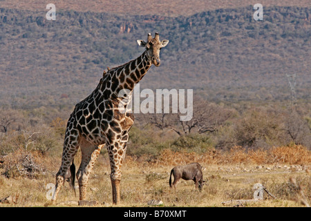 Une girafe Giraffa camelopardalis Banque D'Images