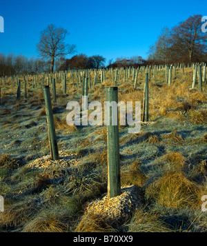 Les arbres nouvellement plantés. Banque D'Images