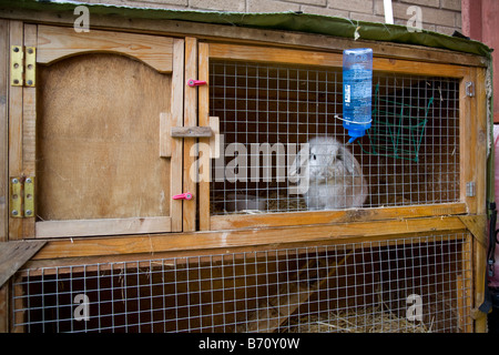 Un animal lapin dans une huche Banque D'Images
