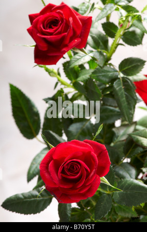 Still Life de plantes de Noël rouge dans panier Poinsettia Rose. Interflora cadeau. Banque D'Images