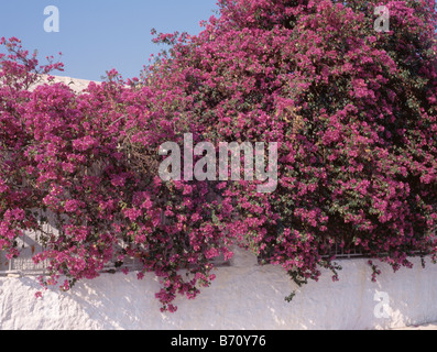 De bougainvillées rose vif sur mur blanc Banque D'Images