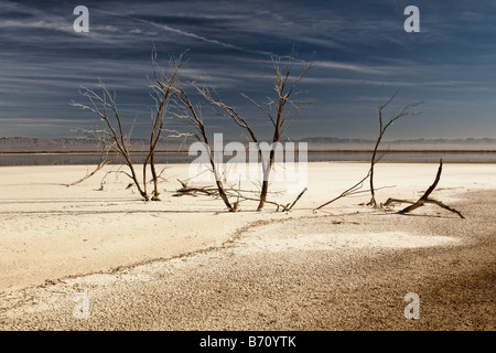 Les arbres morts, tués par l'inondation dans la forte salinité Salton Sea Imperial Valley, California USA Banque D'Images