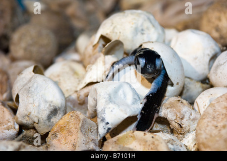 Tortue verte de son oeuf, Turtle Island National Park, Sabah, Malaisie Banque D'Images