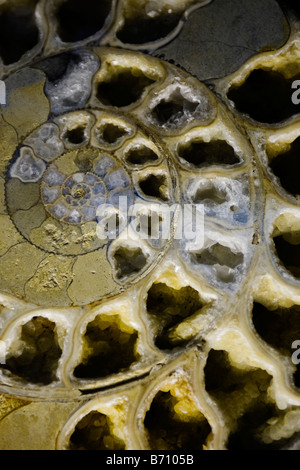 Une vue en coupe croisée de l'Ammonite à partir de la période Jurasic Banque D'Images