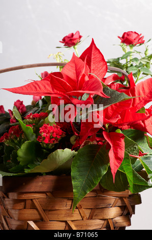 Still Life de plantes de Noël rouge dans panier Poinsettia, Flaming Katie, Rose, Azalée. Interflora cadeau. Banque D'Images