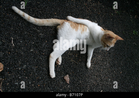 Asiatique Rare couleur blanc et brun chat masculin détente dans un awkard drôle et position sur une route goudronnée au Kerala Inde Banque D'Images