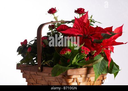Still Life de plantes de Noël rouge dans panier Poinsettia, Flaming Katie, Rose, Azalée. Interflora cadeau. Banque D'Images