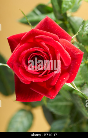 Nature morte de Noël rouge plante en panier Rose. Interflora cadeau. Banque D'Images