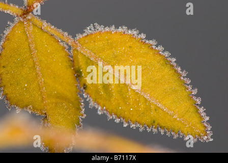 Close-up of wild rose recouvert de feuilles avec le gel Banque D'Images