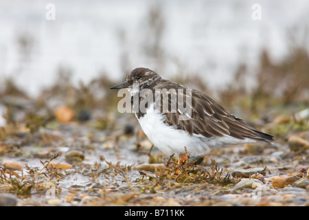 Tournepierre à collier Arenaria interpres adulte en plumage non reproducteurs se tenait sur la plage boueuse pierreux Banque D'Images