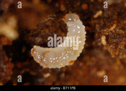 Bostryche Xyleborus sp une larve du bois endommagé dans les arbres d'ornement Banque D'Images