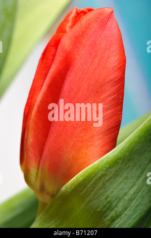Tulip red flower close up non ouvert de pétales de fleur plante de jardin horticulture feuilles vertes Banque D'Images