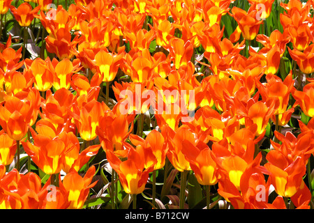 Jardins de Keukenhof à Lisse, Pays Bas Banque D'Images