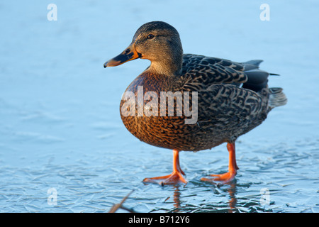 Canard colvert Anas platrhynchos WALKING ON ICE Banque D'Images