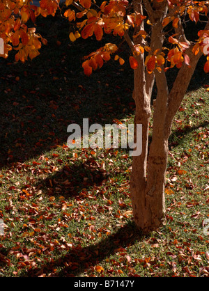 Les feuilles d'automne sur l'herbe Banque D'Images