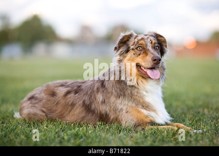 Un berger australien pose dans l'herbe Banque D'Images